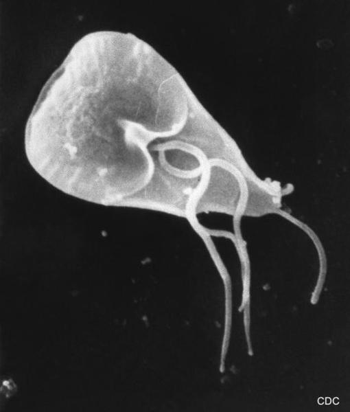 Giardia_lamblia_SEM_8698_lores.jpg