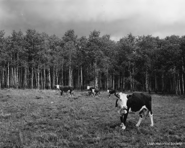 Conservation_Grazing_Lands_P_8.jpg