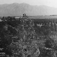 Peach_Orchard_P_8.jpg