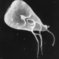 Giardia_lamblia_SEM_8698_lores.jpg