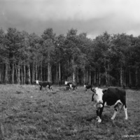 Conservation_Grazing_Lands_P_8.jpg